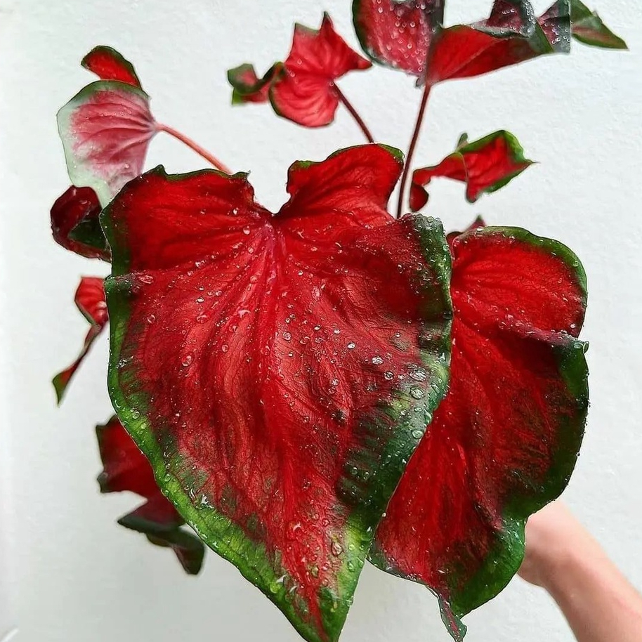 Jual Red Caladium Murah Cantik / Tanaman Indoor Outdoor / Bukan Bonggol ...
