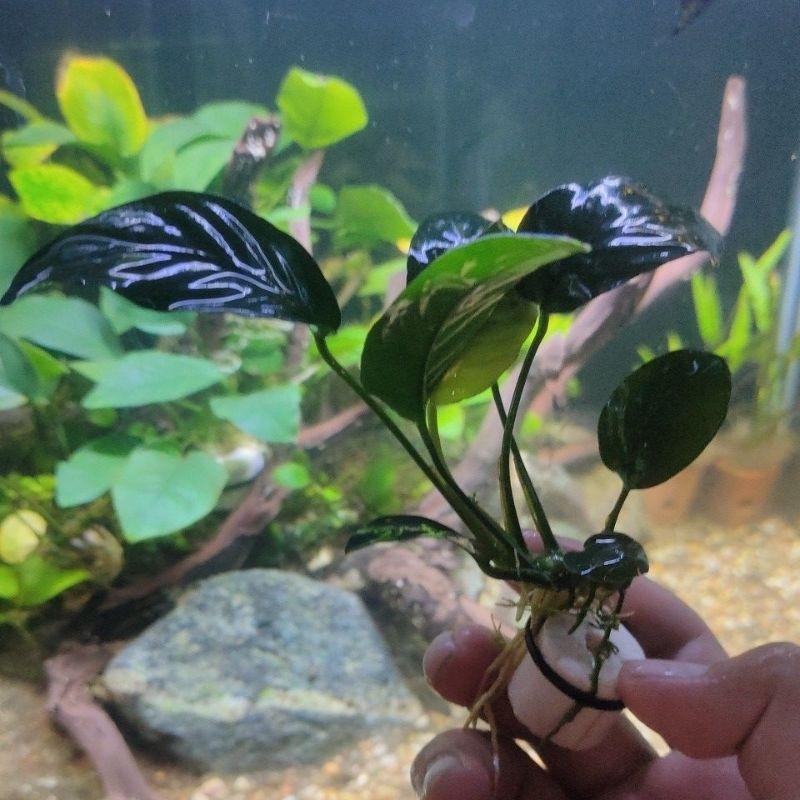 Jual Anubias Nana Dan Barteri Ukuran S Tanaman Aquascape Low Co2