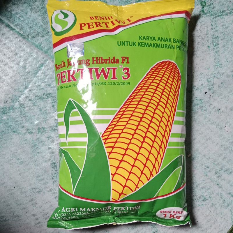 Jual 1 KG BENIH JAGUNG HIBRIDA F1 PERTIWI 3/BENIH UNGGUL BERKWALITAS ...