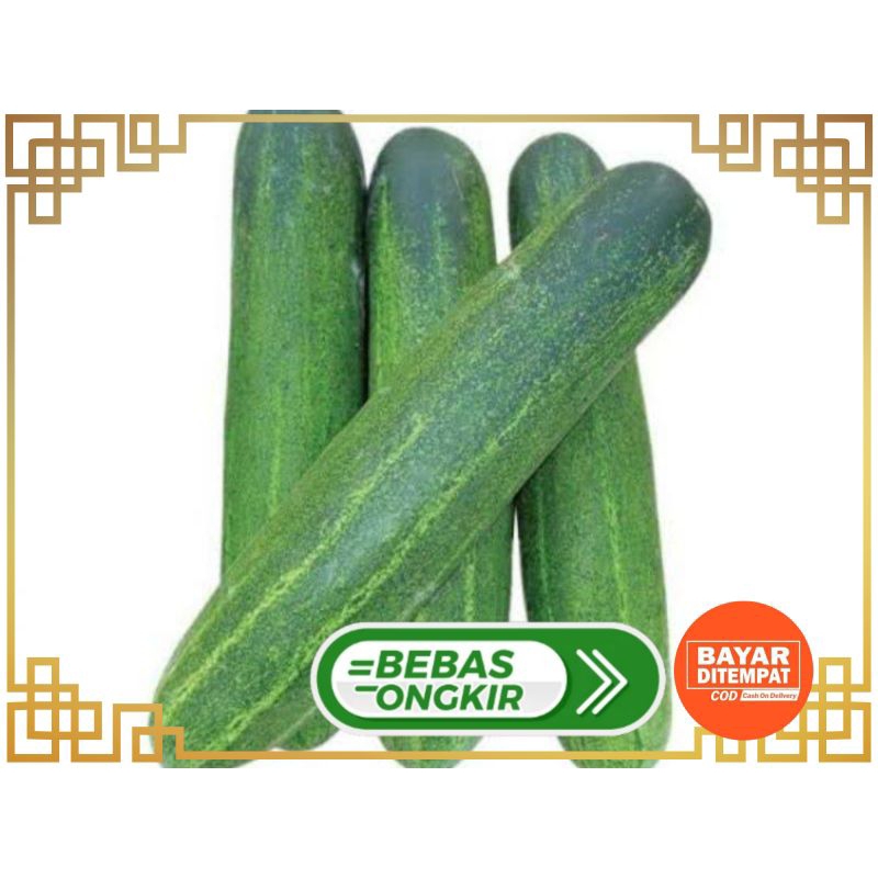 Jual TIMUN HIJAU BESAR ATAU UKURAN SEDANG TERSEDIA | Shopee Indonesia