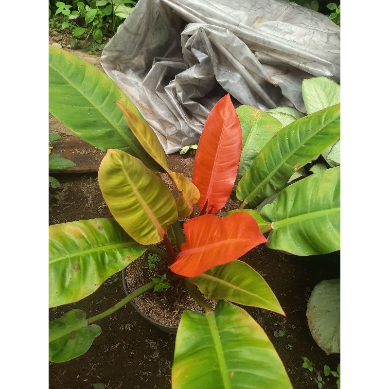 Jual Tanaman Hias philodendron orange juice/philo orange juice murah cantik  | Shopee Indonesia