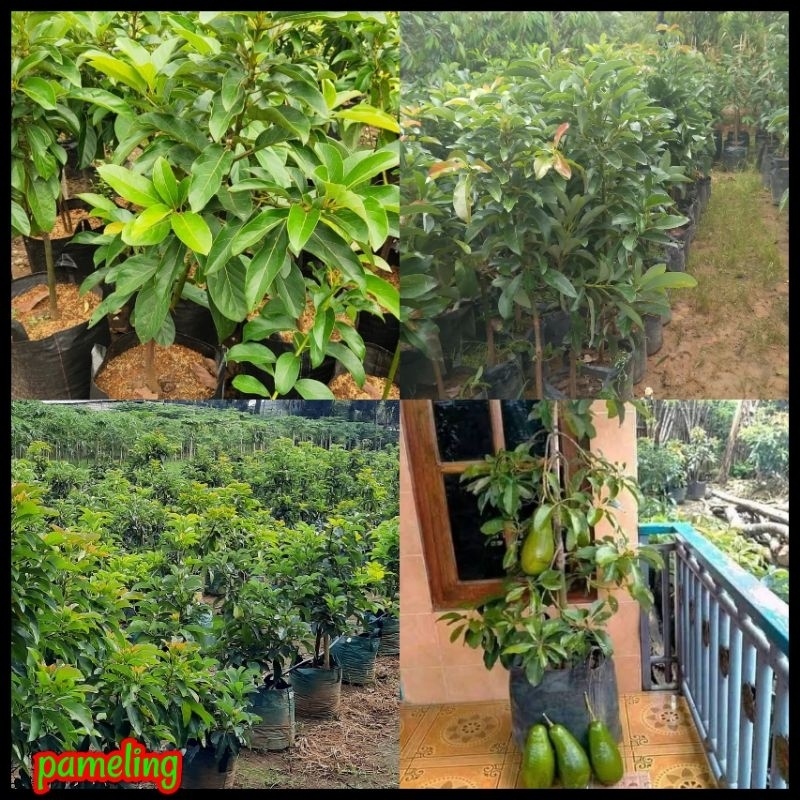 Jual Bibit Tanaman Alpukat Pemeling Tinggi 1 Meter Up Batang Besar Dan Rimbun Cepat Berbuah 4773