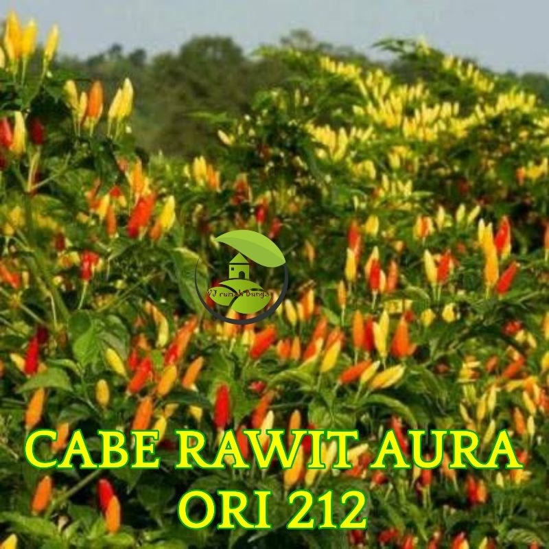 Jual Benih Bibit Cabai Rawit Aura Ori 212 Biji Cabe Ori Aura 212 ...