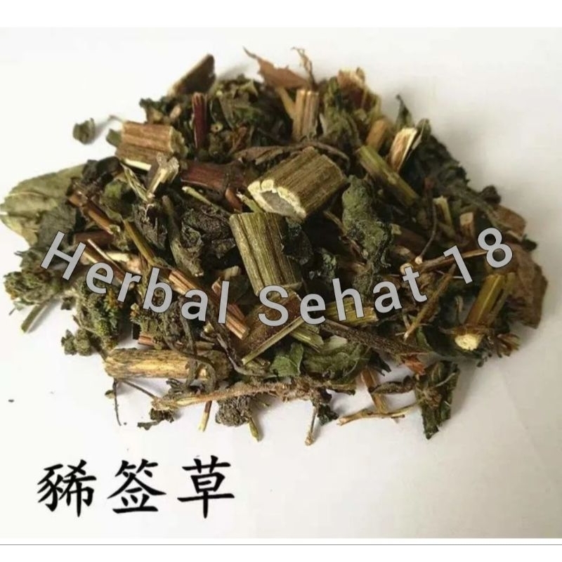 Jual 100gram 豨敛草 Xi Xian Cao 豨莶草 Xi Xian Cao HERBA SIEGESBECKIAE