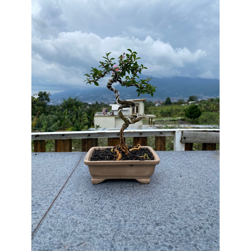 Jual Bonsai Sakura Micro Berbunga Lebat Shopee Indonesia