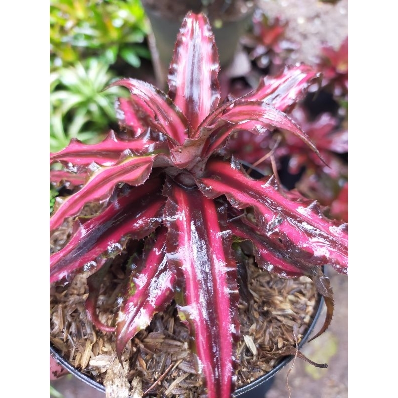 Jual [BISA COD] bromeliad cryptantus bivitantus Ruby tanaman bromelia ...