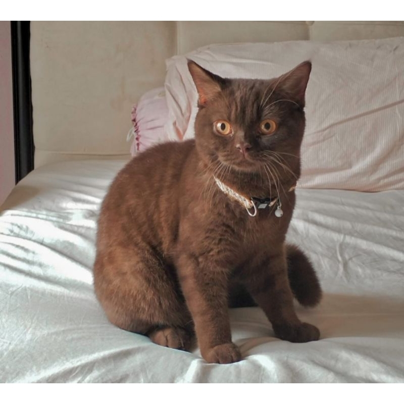 Jual British shorthair BSH cinnamon jantan 8bln realpic Shopee Indonesia