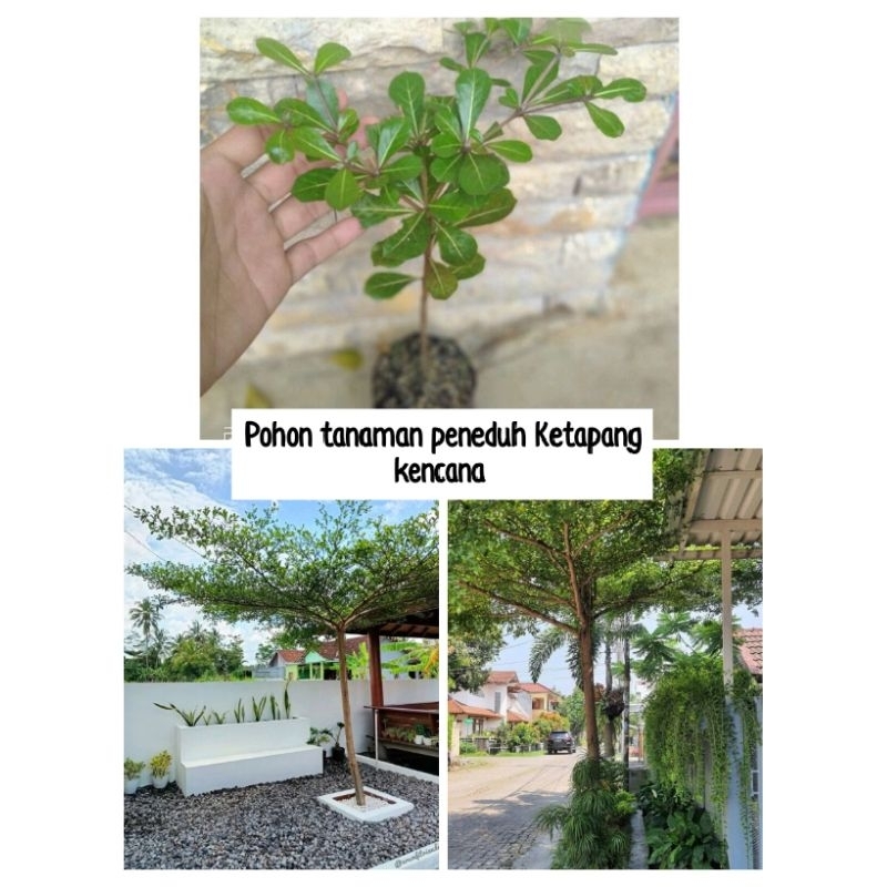 Jual Tanaman Hias Pohon Peneduh Ketapang Kencana Beli Gratis