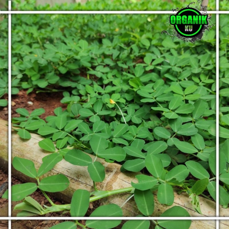 Jual Stek tanaman landep tanaman kacang-kacangan arachis pintoi paket ...