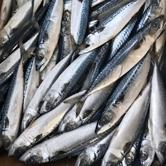 Jual IKAN SALEM PREMIUM {CIKARANGTAMBUN} FRESH TERMURAH BERGARANSI