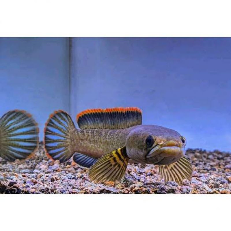 Jual Chana limbata Grade A 15cm up | Shopee Indonesia