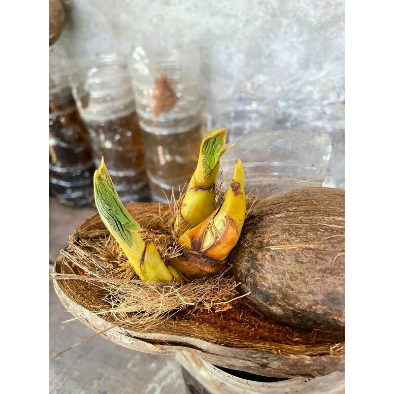 Jual Kelapa kembar/cabang 3 bonsai kelapa tunas 3 model perahu