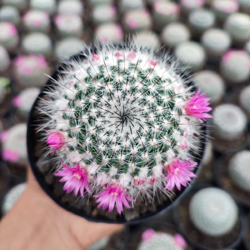 Jual Mammillaria Hahniana Werderm | Kaktus | Shopee Indonesia
