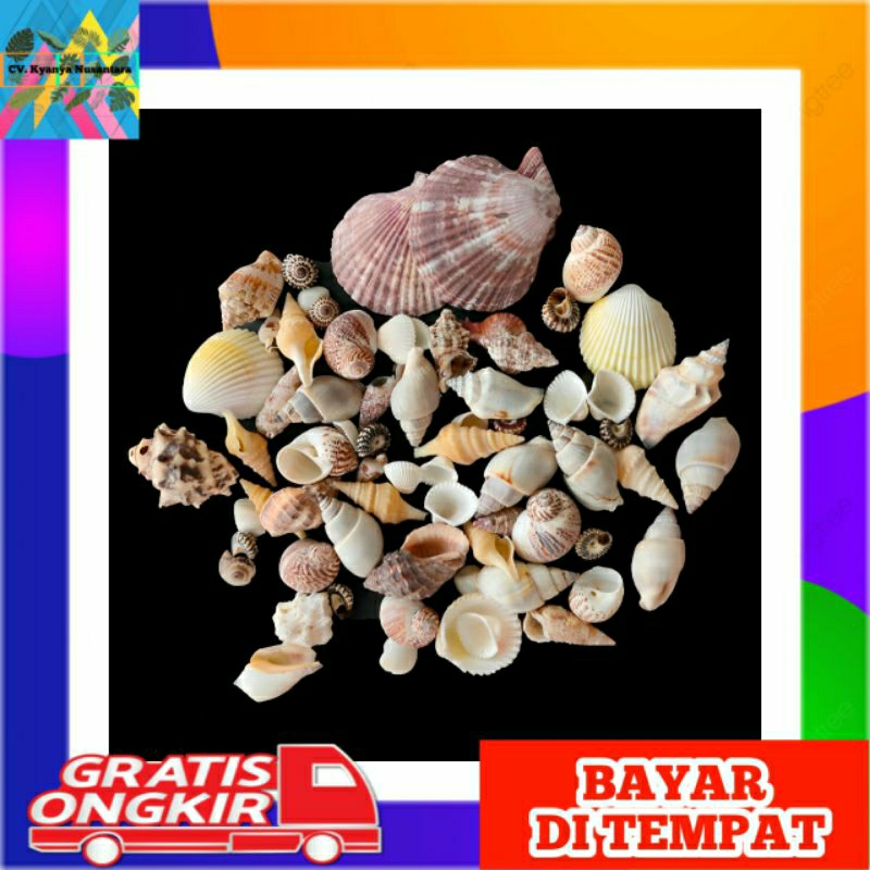 paket cangkang kerang campur untuk kerajinan prakarya sekolah murah 250gram & dekorasi aquarium