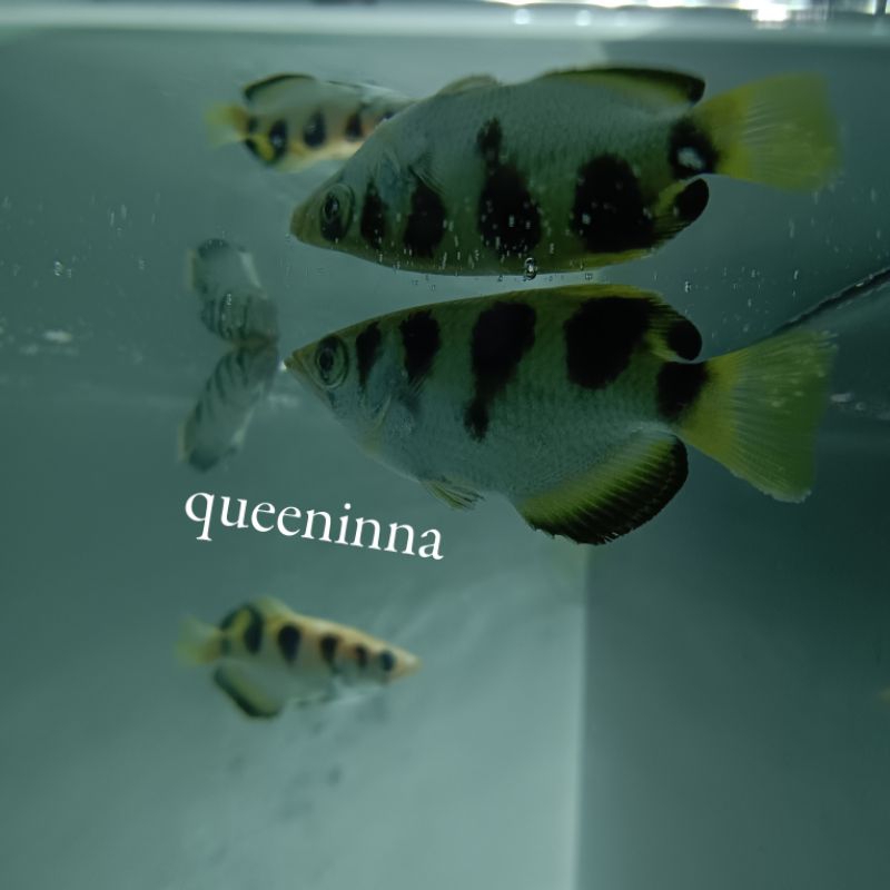 Jual archer fish / ikan sumpit / ikan hias / ikan payau | Shopee Indonesia
