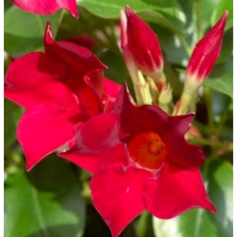 Jual Tanaman Hias Bunga Rambat Mandevilla - Pohon Rambat Bunga Merah ...