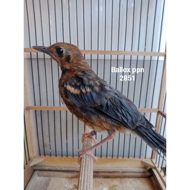 Produk agen burung AM ring Ballox ppn | Shopee Indonesia