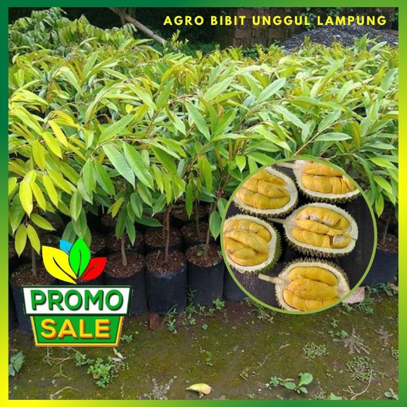 Bibit Durian Musangking Asli Valid Tanaman Okulasi Cepat Berbuah Agro Bibit Unggul Group