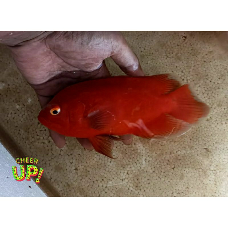 Jual oscar red chilli import Grade A 12cm | Shopee Indonesia
