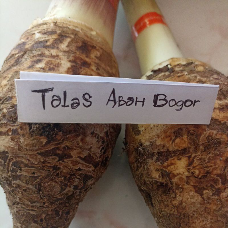 Jual Talas bogor pulen ASLI dari BOGOR 5kg Shopee Indonesia