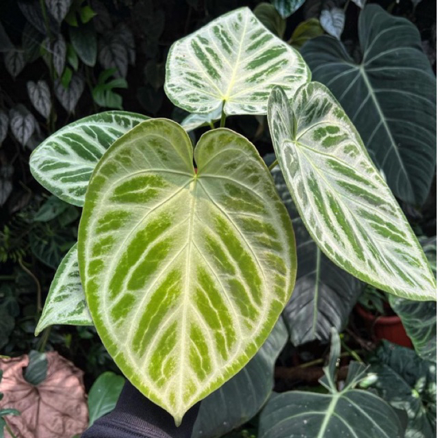 Jual Anthurium silver blush | Shopee Indonesia