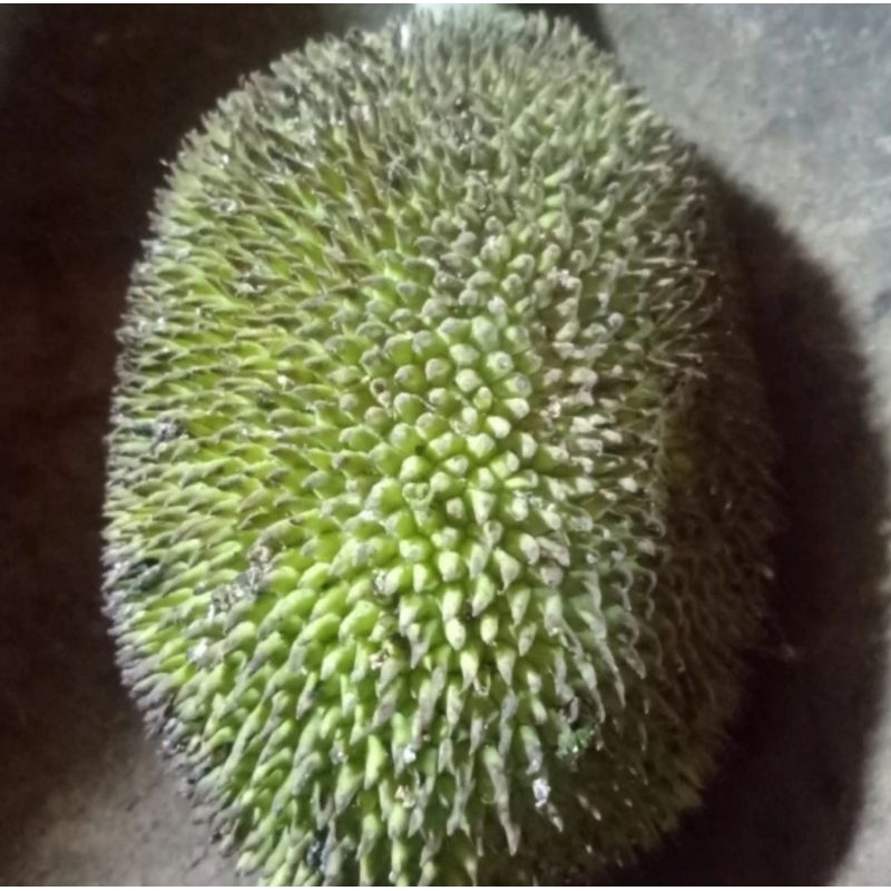 Jual Kluwih Fresh | Shopee Indonesia