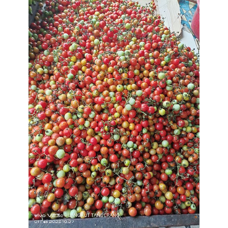 Jual rampai lampung 5 kg | Shopee Indonesia