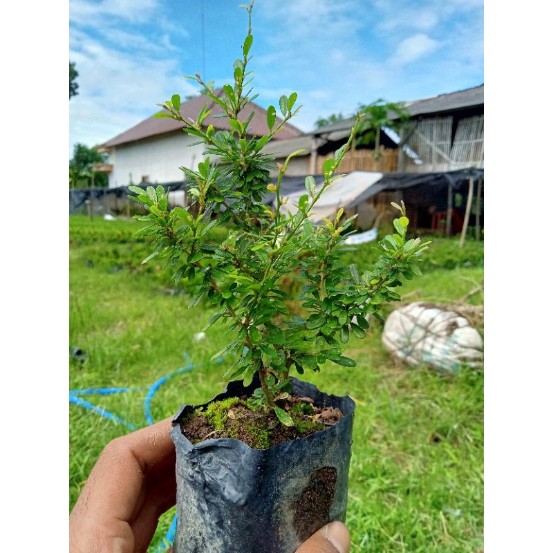 Jual Saeng simbur Mikro vietnam ori | Shopee Indonesia