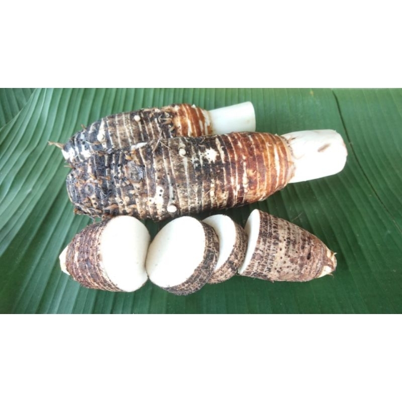 Jual Talas Bogor Asli / Bentul / Bentol 1kg umbi / ubi empuk lezat