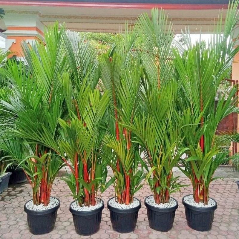 Jual bonsai kersen Harga Terbaik & Termurah Maret 2025