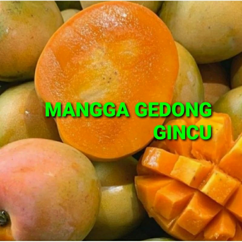 Jual MANGGA GEDONG GINCU KHUSUS PARA SULTAN 1 KG (PREMIUM QUALITY ...