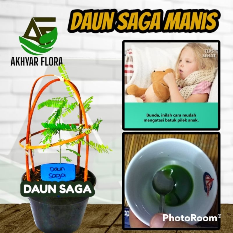 Jual Saga Rambat Manis Tanaman Herbal Daun Saga Mengobati Batuk dan ...