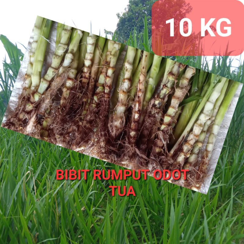 Jual Benih Bibit Odot Kg Bibit Rumput Odot Tua Pakan Ternak Kg Shopee Indonesia