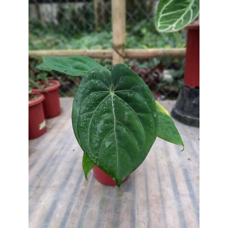 Jual anthurium darkest panama x papillilaminum hybrid | Shopee Indonesia