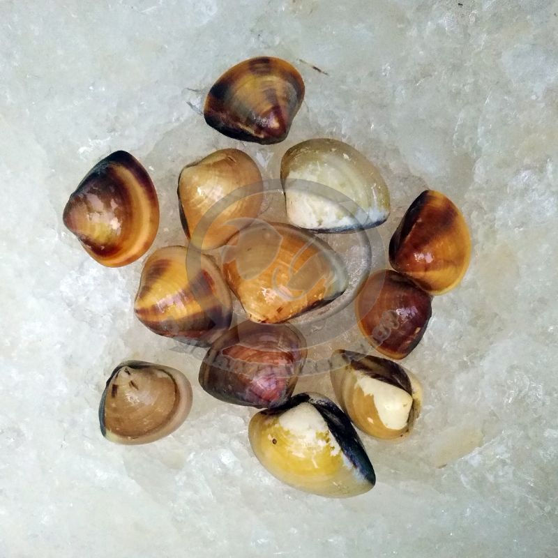 Jual Kerang Kepah Tahu segar 1 kg Shopee Indonesia
