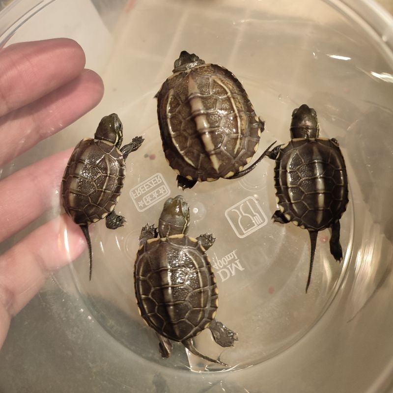 Jual Mainan/Hiasan Aquarium Miniatur Patung Kura Kura / Kura Cynemis ...