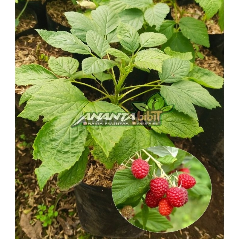 Jual Raspberry Terlengkap & Harga Terbaru Juni 2026 | Shopee Indonesia