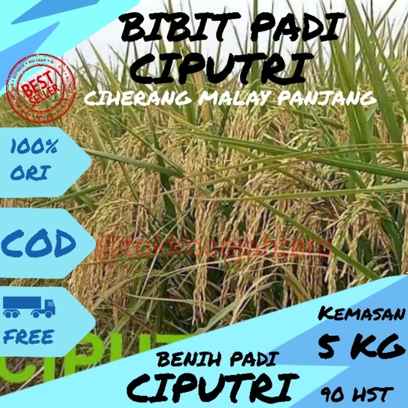 Jual Benih Padi Ciputri Kemasan 5kg Shopee Indonesia