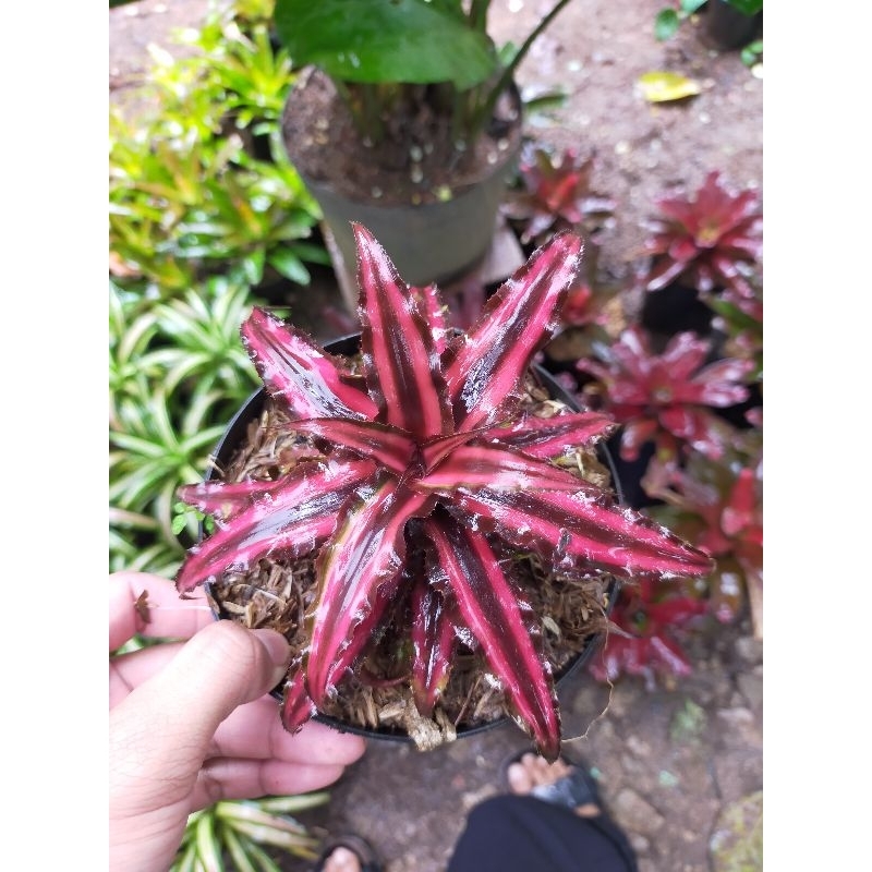 Jual [BISA COD] bromeliad cryptantus bivitantus Ruby tanaman bromelia ...