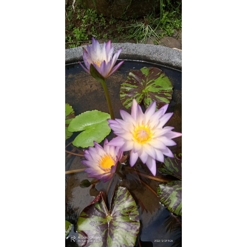 Jual bunga Teratai Ungu Soft southern charm | Shopee Indonesia