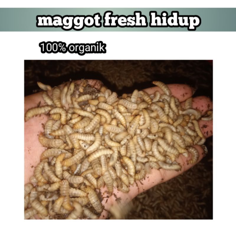 Jual magot fresh | Shopee Indonesia