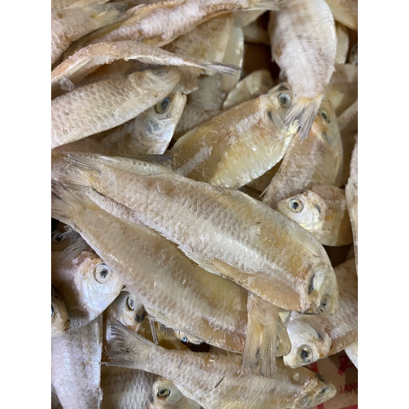 Jual Kalapan/ pakang Tawar Gurih Kecil 100 g dan 250 gram | Shopee ...