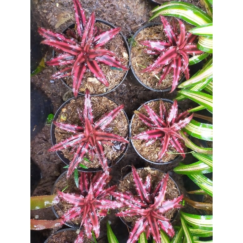Jual [BISA COD] bromeliad cryptantus bivitantus Ruby tanaman bromelia ...