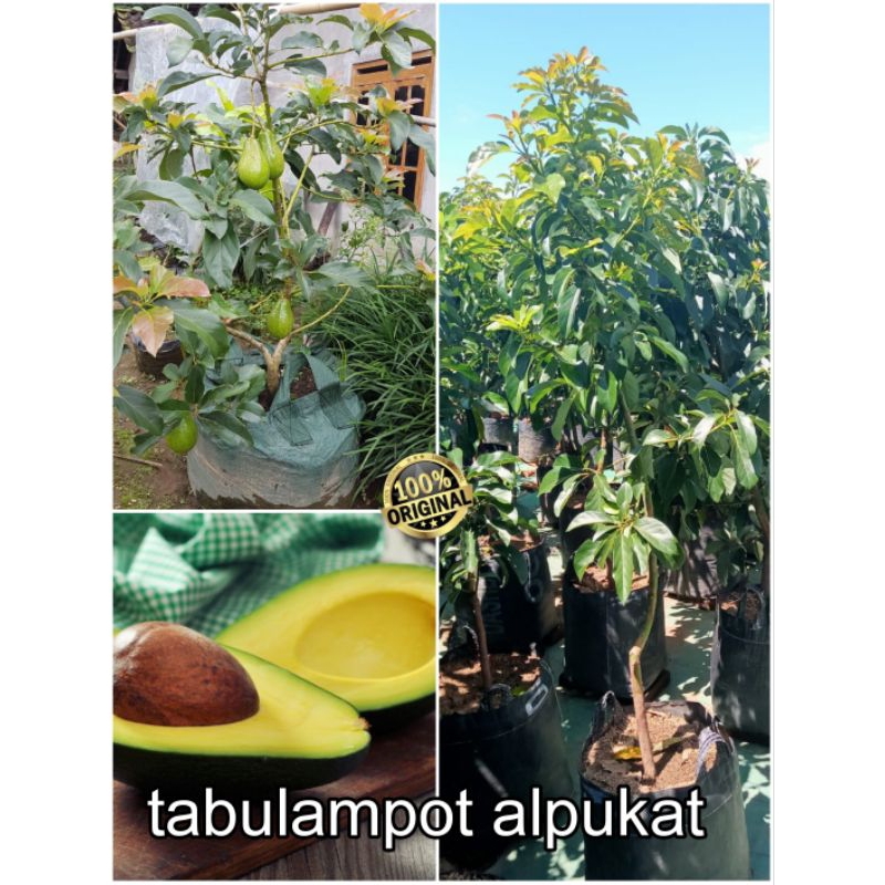 Jual Tabulampot Bibit Alpukat Aligator And Miki Tinggi 1 5m Up Shopee