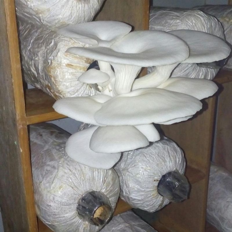 Jual COD Baglog bibit jamur tiram putih Malang Siap Tumbuh benih