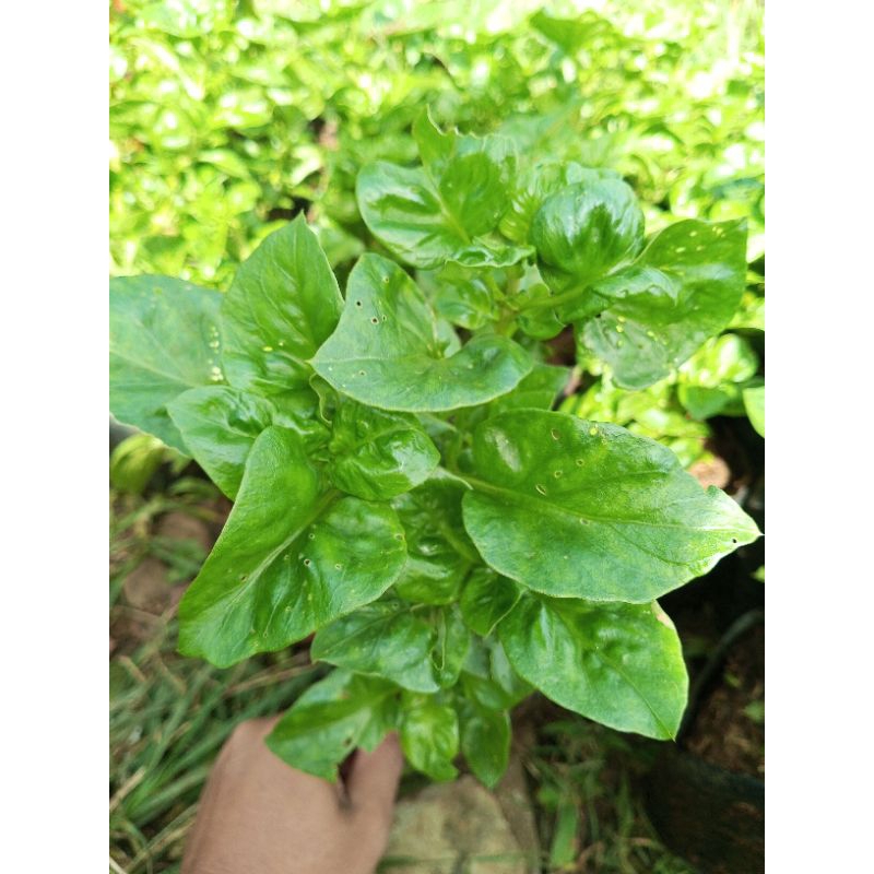 Jual Pohon Sayur Bayam Brazil - Herbal Sayur Masakan | Shopee Indonesia