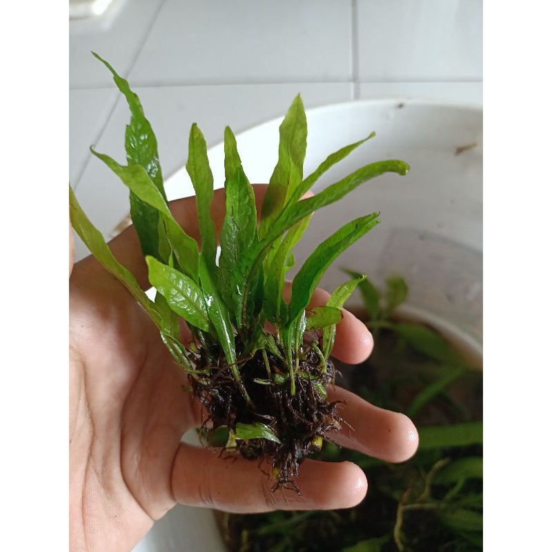 Jual kadaka mini aquascape | Shopee Indonesia