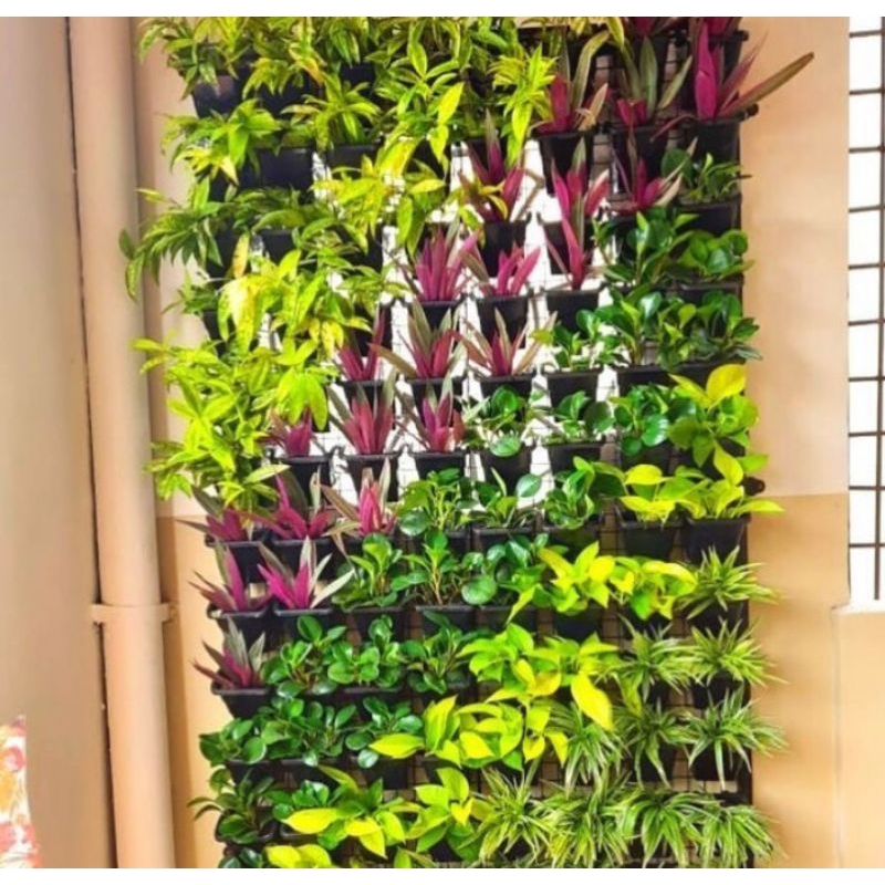 Jual paket 5 tanaman vertical garden vertical garden tanaman