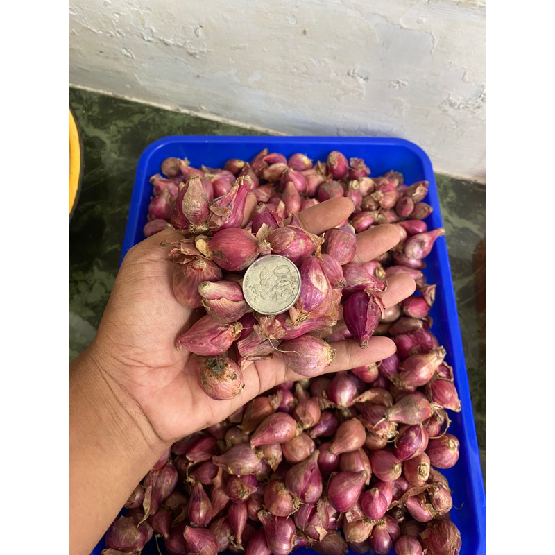 Jual Bawang Merah Brambang Sedang 1 4kg 1 2kg 1kg Shopee Indonesia