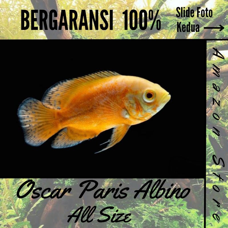 Jual Ikan Oscar Paris Albino Shopee Indonesia